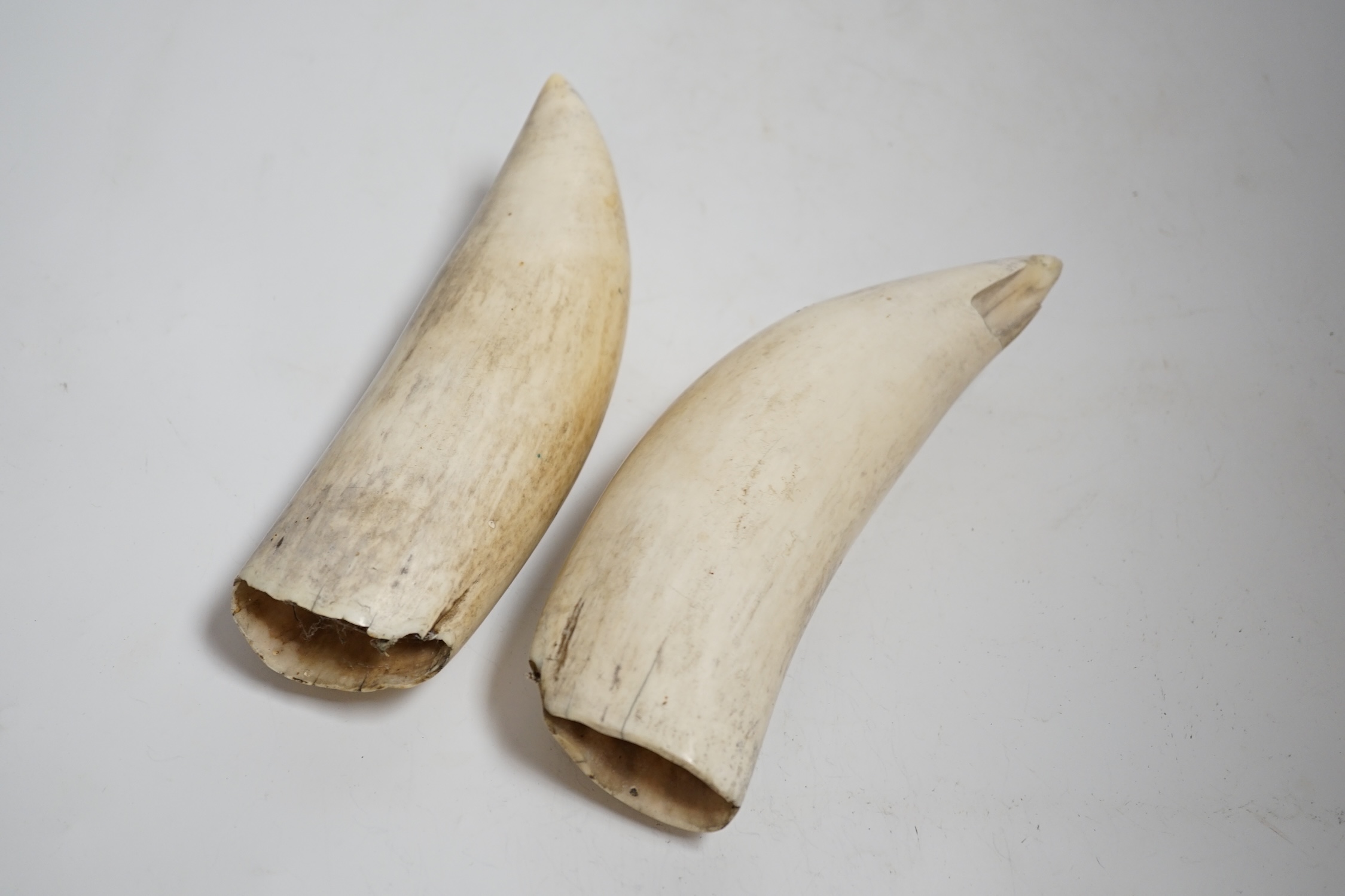 Two 19th century scrimshaw sperm whale teeth, each incised with a ship, 20cm in length